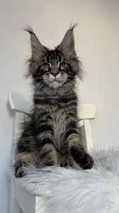 Prince