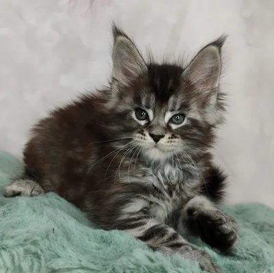 Maine Coon kitten