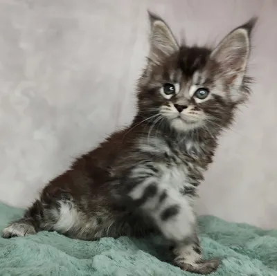 Maine Coon kitten