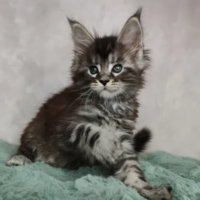 Maine Coon kitten