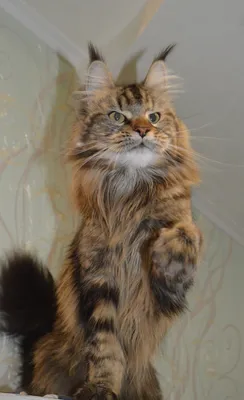 Maine Coon kitten