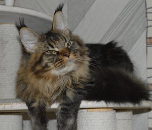 Oskar