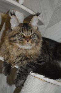 Oskar