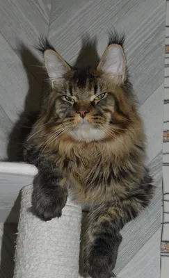 Maine Coon kitten