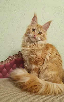 Maine Coon kitten