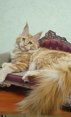 Maine Coon kitten