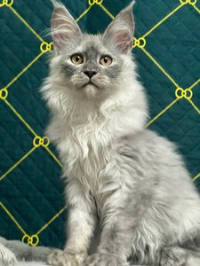 Maine Coon kitten Черный дым MCO ns  Boy - photo 2