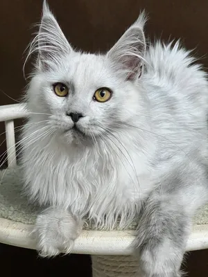 Maine Coon kitten