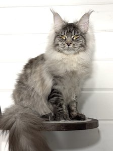 Maine Coon kitten Черный тикированный на  серебре MCO ns 25 Boy - photo 6