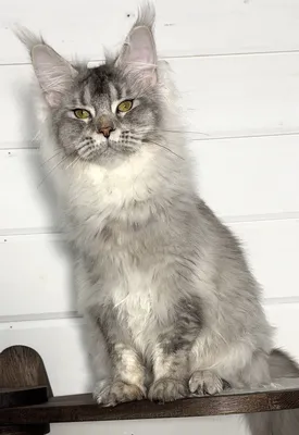 Maine Coon kitten