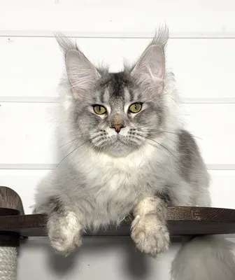Maine Coon kitten
