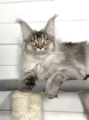 Maine Coon kitten