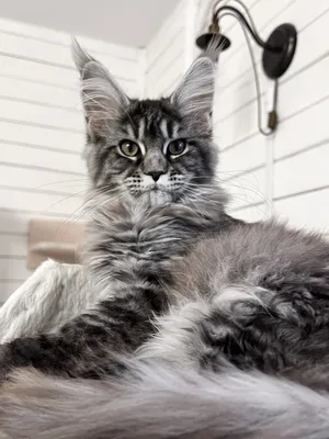 Maine Coon kitten