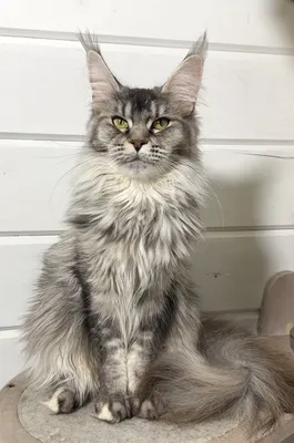 Maine Coon kitten