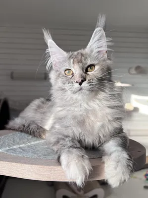Maine Coon kitten