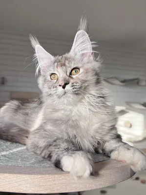 Maine Coon kitten