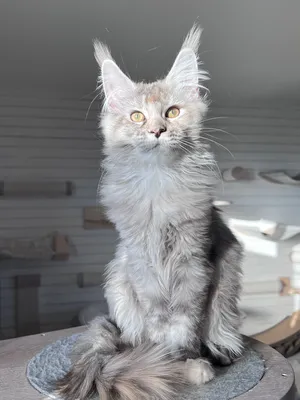 Maine Coon kitten