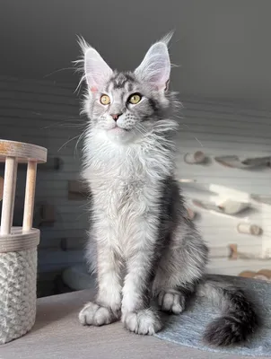 Maine Coon kitten