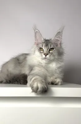 Maine Coon kitten