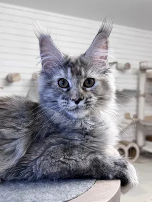Maine Coon kitten