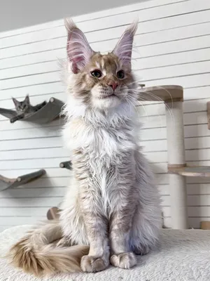 Maine Coon kitten