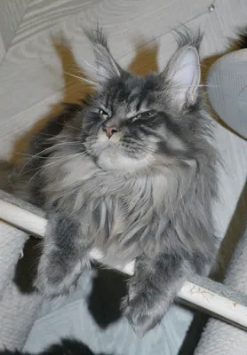 Maine Coon kitten