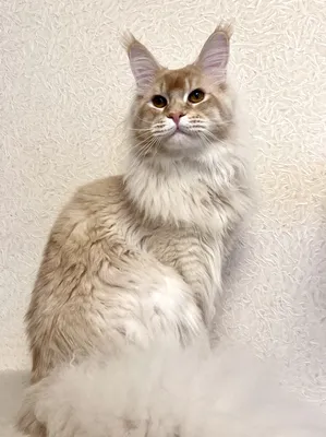 Maine Coon kitten