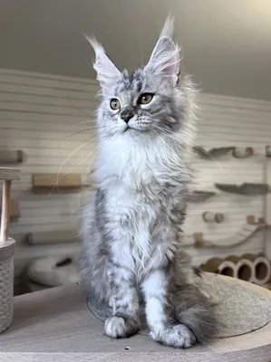 Maine Coon kitten