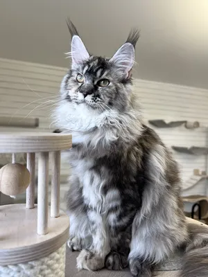 Maine Coon kitten
