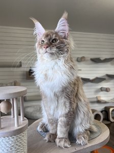 Maine Coon kitten Красный тикированный  на  серебре MCO ds 25 Boy - photo 1