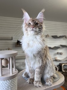 Maine Coon kitten Красный тикированный  на  серебре MCO ds 25 Boy - photo 2
