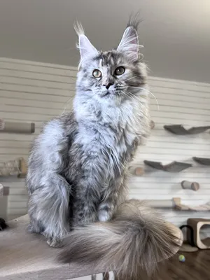 Maine Coon kitten