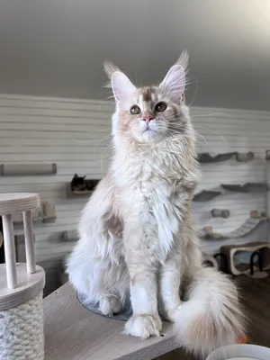 Maine Coon kitten