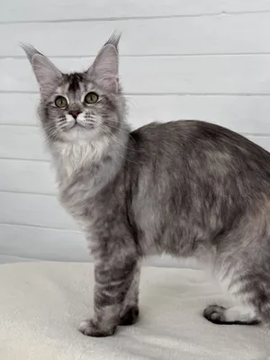 Maine Coon kitten