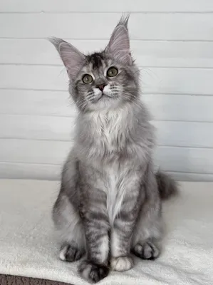 Maine Coon kitten