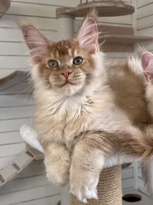 Maine Coon kitten