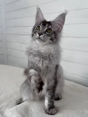 Maine Coon kitten