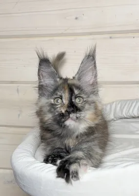 Maine Coon kitten