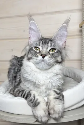 Maine Coon kitten