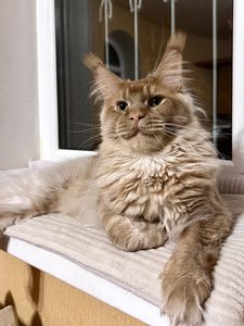 Maine Coon kitten Красный MCO d Boy - photo 1