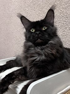 Maine Coon kitten Черный дым MCO ns  Boy - photo 2