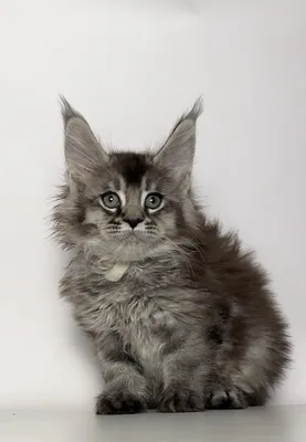 Maine Coon kitten