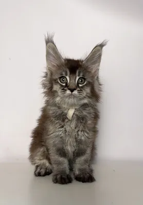 Maine Coon kitten