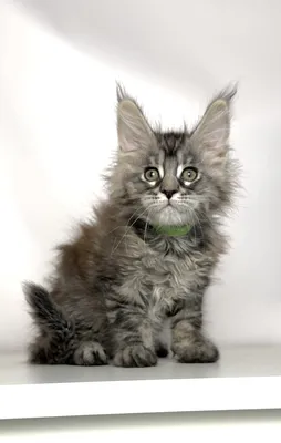Maine Coon kitten