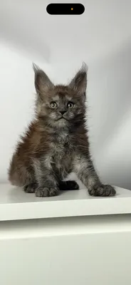 Maine Coon kitten
