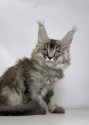 Maine Coon kitten