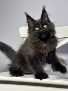 Maine Coon kitten Черный MCO n  Boy - photo 2