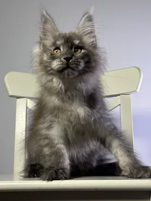 Maine Coon kitten