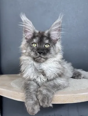 Maine Coon kitten