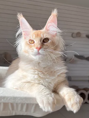 Maine Coon kitten